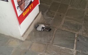 piccione