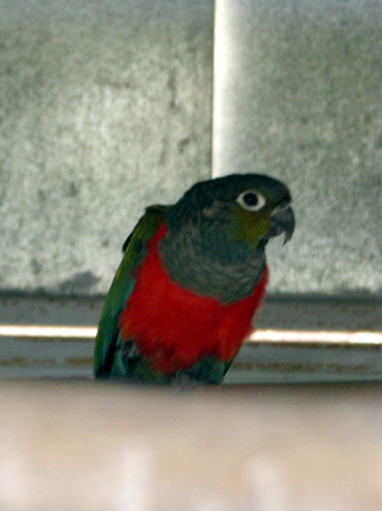 hobby zoo (14) hobby-zoo-14