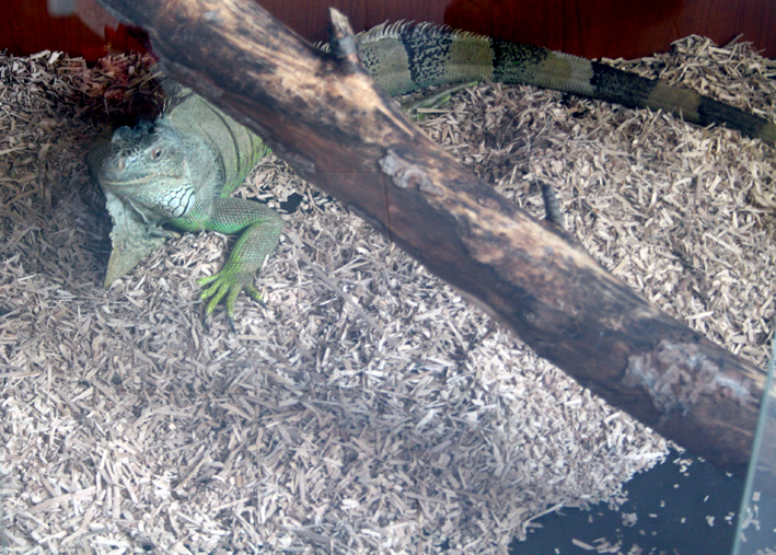 hobby zoo (19) hobby-zoo-19
