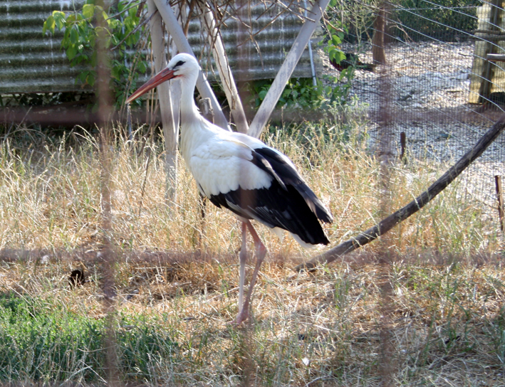 hobby zoo (9) hobby-zoo-9