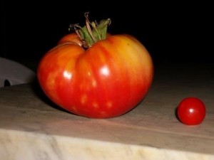 pomodoro-gigante