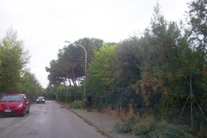 potatura-pineta-1-300x200