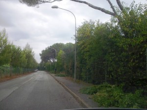 potatura-pineta-2-300x225