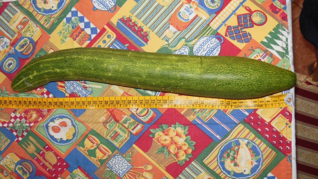 cetriolo