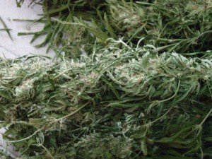 marijuana-4-300x225