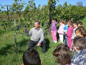 vendemmia-scuola