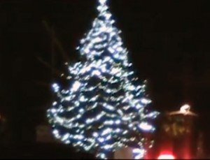 albero-civitanova-2-300x229