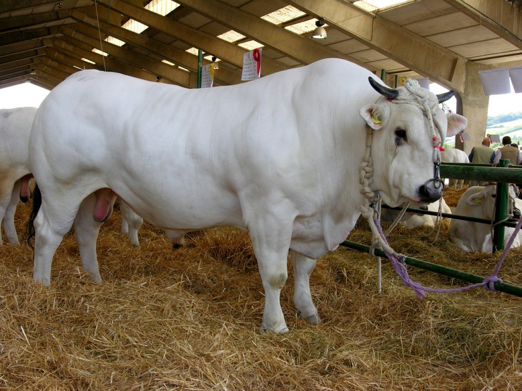 toro3-1024x768