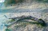 albero_eroina