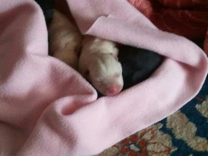 cane ritrovato (2)