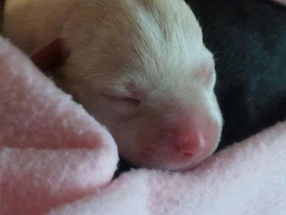 cane ritrovato (4)