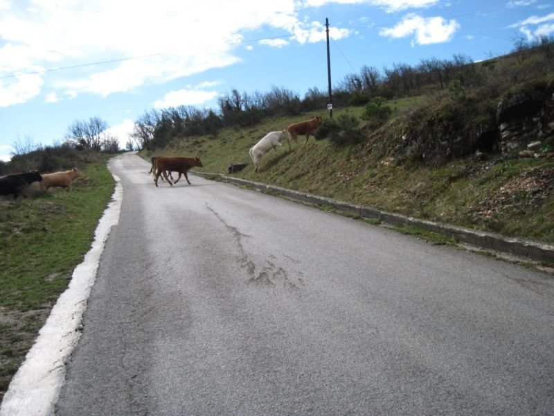 Foto_Vacche (3)