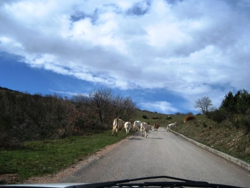 Foto_Vacche (8)