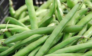 fava