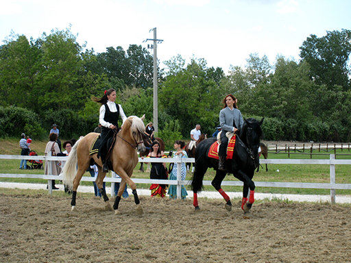 cavalli_raci (4)