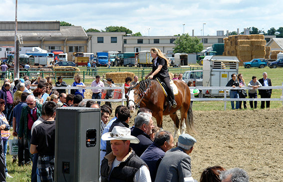 cavalli_raci (6)
