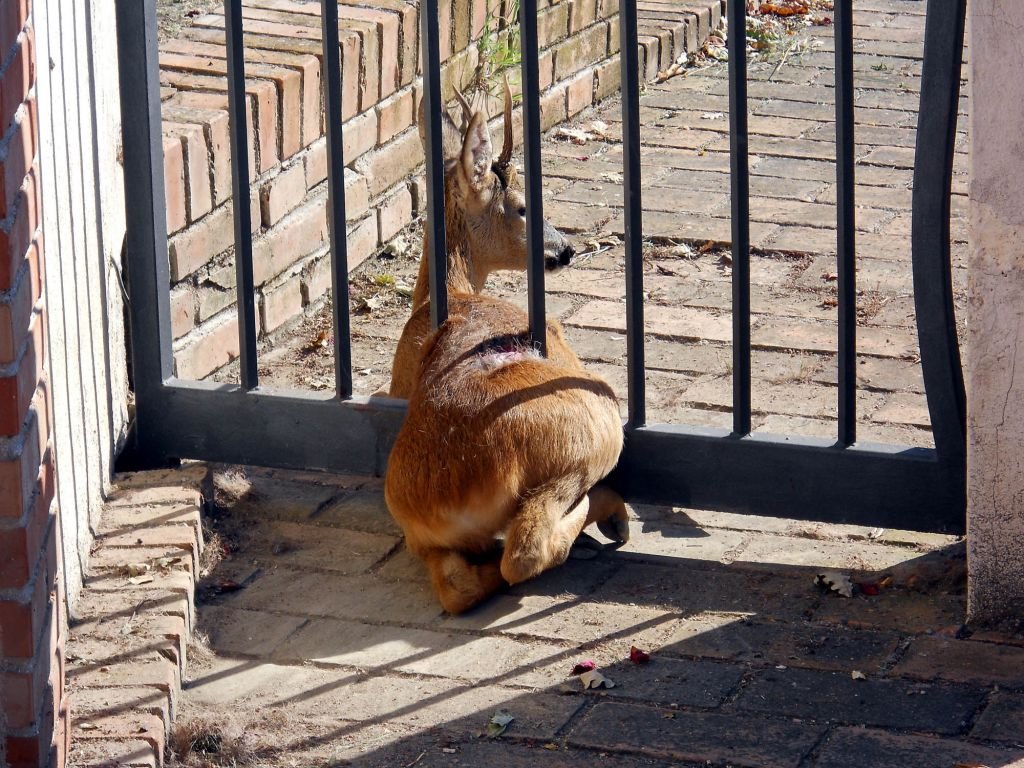 Il capriolo rimasto incastrato in un cancello questa mattina a Civitanova Alta