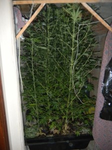Marijuana sequestrata (foto d'archivio)