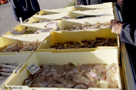 baracchini pesce molo sud (3)