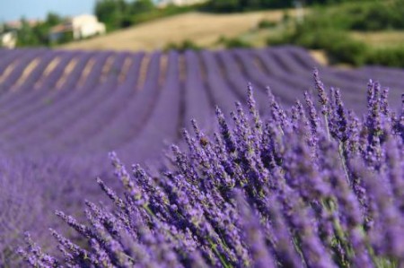 Lavanda
