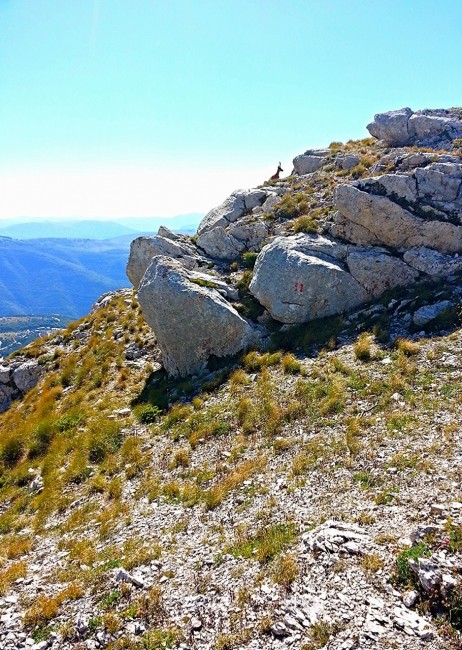 Scalata sul Monte Bove (Mc) in una bellissima giornata di agosto, dove quasi vicini alla vetta abbiamo avuto la sorpresa di incontrare uno dei rarissimi camosci, di Daniela e Fabrizio