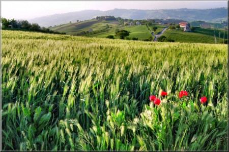 (Foto di Luigi Alesi)