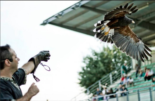 Contesa Margutta_falconiere 'Federico II'