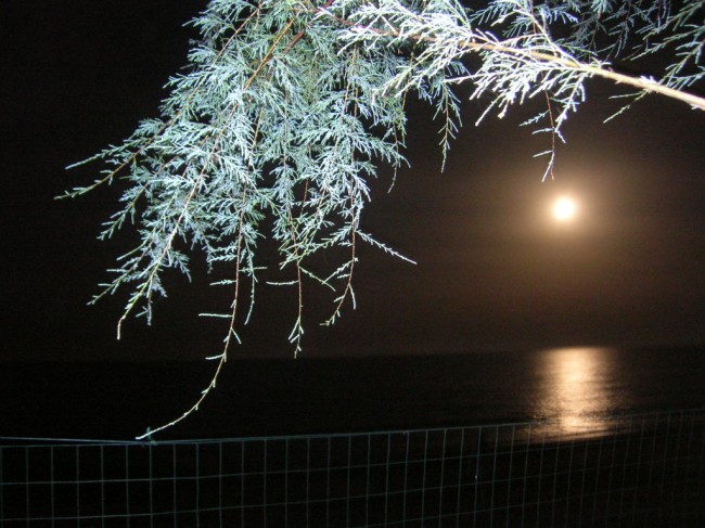 Un'immagine stupenda dal Campeggio La pineta Ersilia Garulli, Antonio Giulio Bordoni (2)