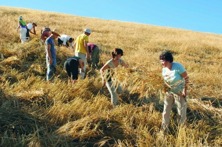 Raccolta_Manuale_Grano