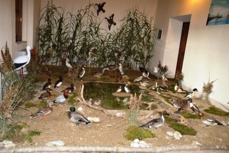 mostra biodiversità (6)