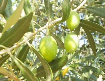 olive