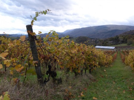 vigna