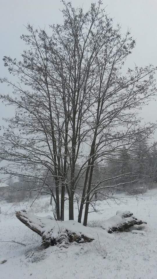 Neve Camerino di Alberto Morresi