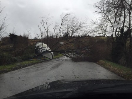Una pianta caduta poco dopo l'incrocio che conduce a Loro Piceno dalla strada provinciale 78