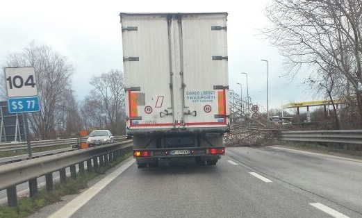 Un albero caduto sulla corsia della superstrada all'altezza di Montecosaro in direzione mare