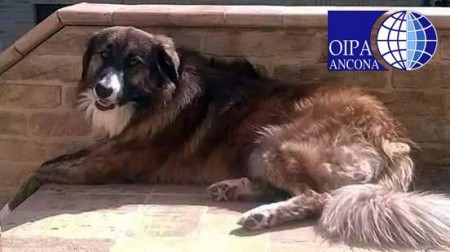 cane meticcio smarrito bernardo