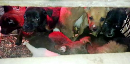 I cuccioli ritrovati dalla forestale