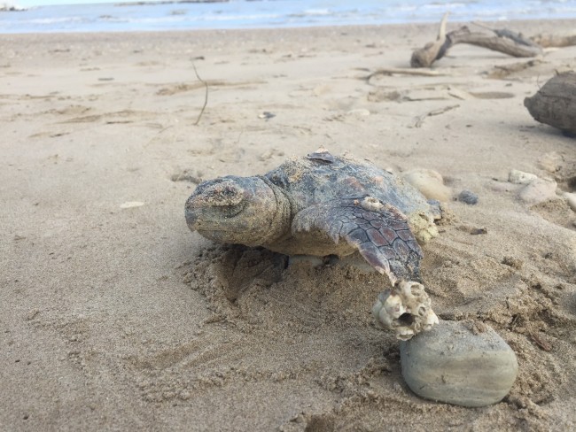 Una tartaruga marina trovata ieri sulla spiaggia di Civitanova, Da chiarire le cause della morte