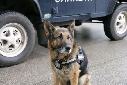 Il cane antidroga Blitz