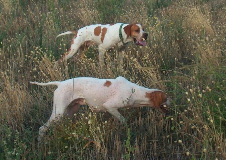 cani