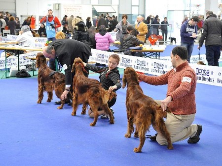 dog_show_024