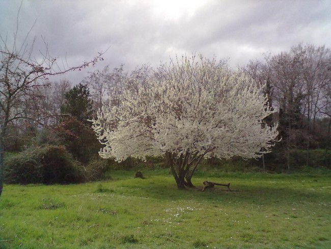 fontescodella (3)