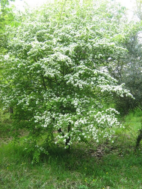 fontescodella-4-488x650