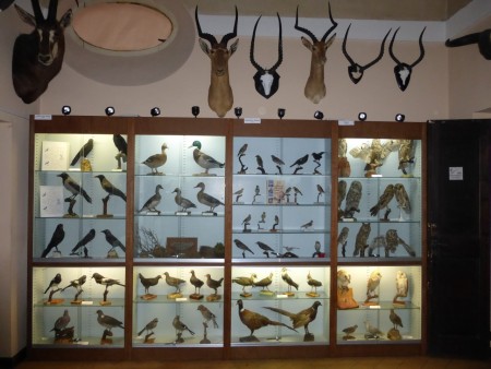 museo di storia naturale (7)