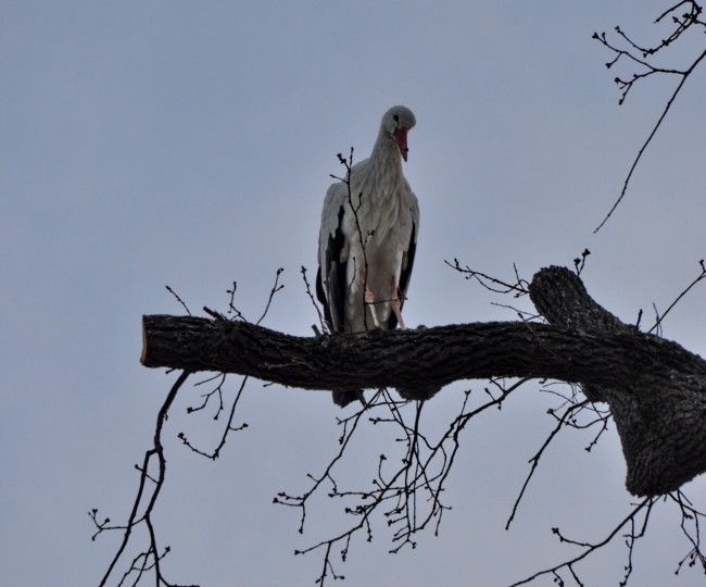 Cicogna 29-03-15_01_resize