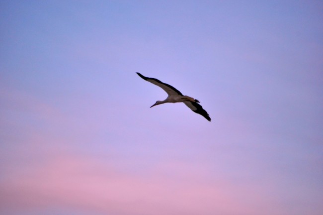 Cicogna 29-03-15_02_resize