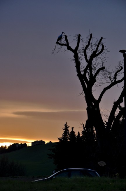 Cicogna 29-03-15_10