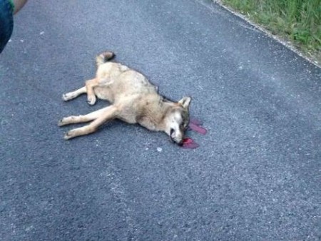L'esemplare travolto dal furgone a Pieve Torina