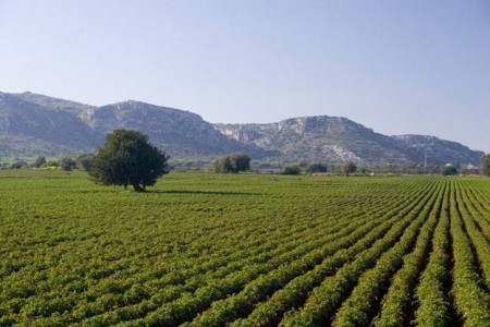 Un campo (foto d'archivio)