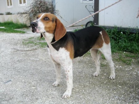 La cagnolina salvata